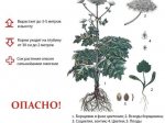 Профилактика ожогов борщевиком Сосновского.